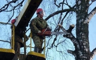 Спил и вырубка деревьев - Санкт-Петербург, цены, предложения специалистов