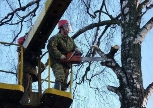 Спил и вырубка деревьев стоимость услуг и где заказать - Санкт-Петербург