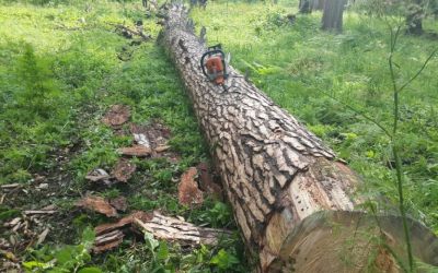 Спил и вырубка деревьев, корчевание пней - Приозерск, цены, предложения специалистов